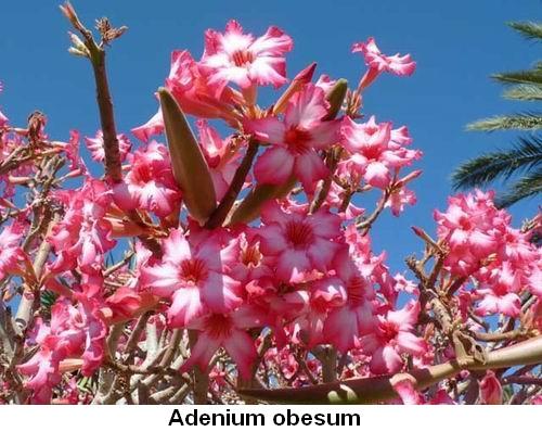 Adenium obesum.jpg